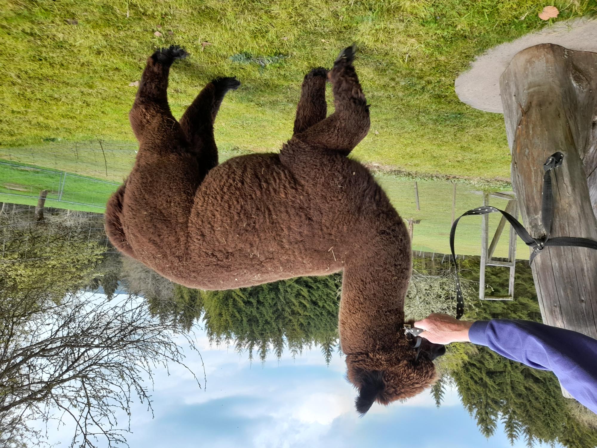 Huacaya-Deckhengst in Bayern